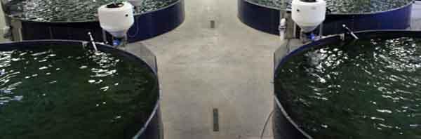 Desalinisation réservoirs en acier boulonné / réservoir d'eau en acier de 10000 gallons 0